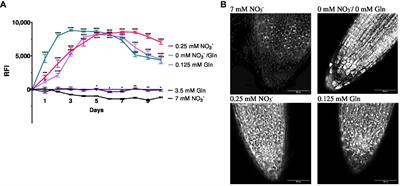 Glutamine as sole nitrogen source prevents induction of nitrate transporter gene NRT2.4 and affects amino acid metabolism in Arabidopsis